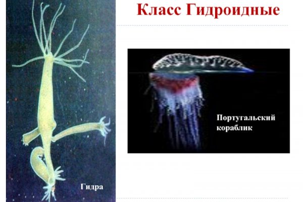 Kraken ссылка